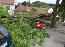 Kwikfynd Tree Cutting Services
northyelbeni