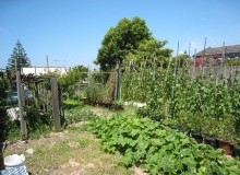 Kwikfynd Vegetable Gardens
northyelbeni